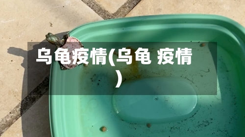 乌龟疫情(乌龟 疫情)
