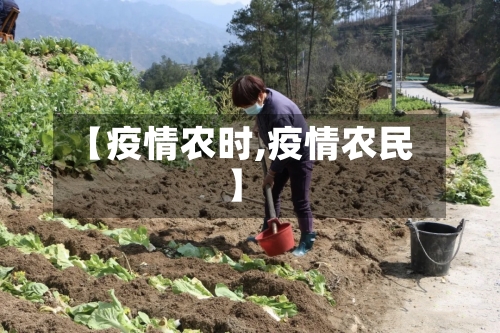 【疫情农时,疫情农民】