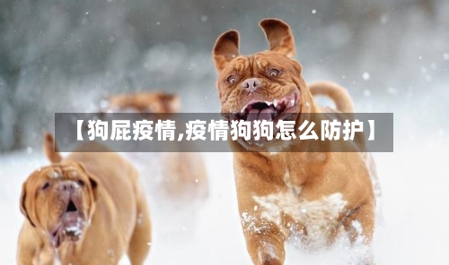 【狗屁疫情,疫情狗狗怎么防护】