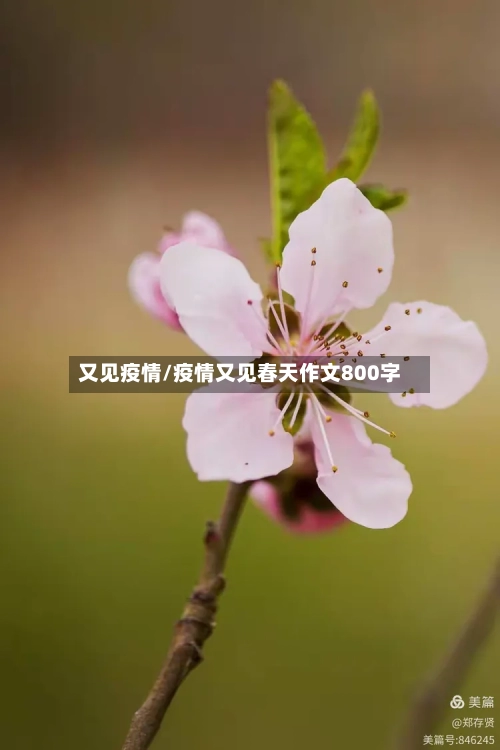 又见疫情/疫情又见春天作文800字