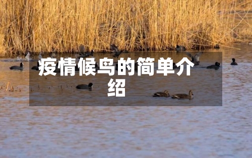 疫情候鸟的简单介绍