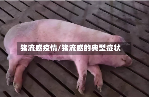 猪流感疫情/猪流感的典型症状-第2张图片