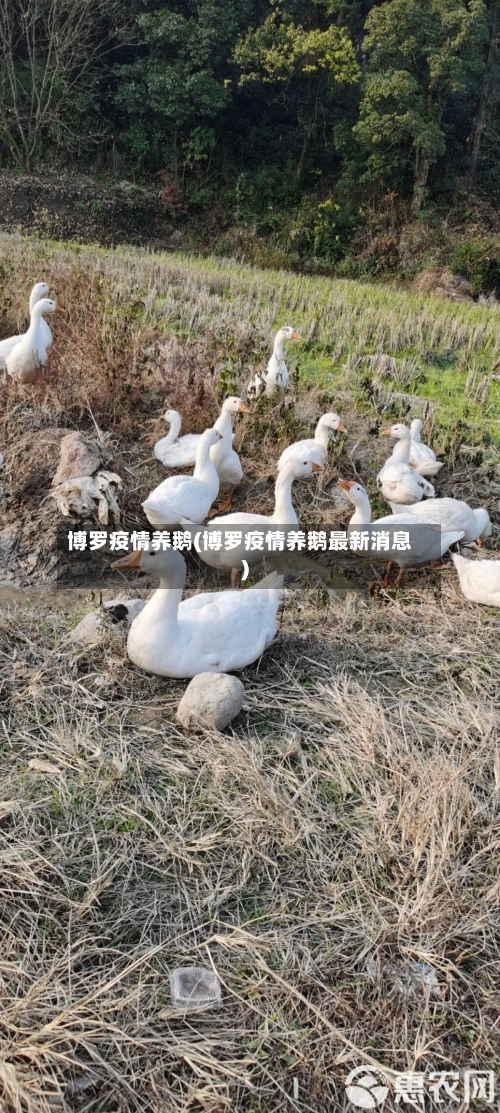博罗疫情养鹅(博罗疫情养鹅最新消息)