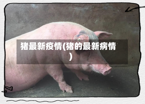 猪最新疫情(猪的最新病情)