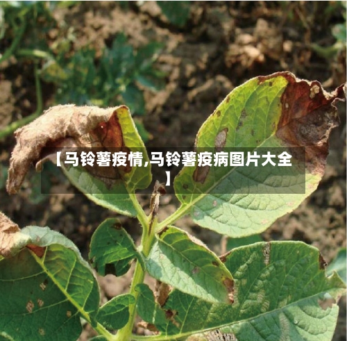 【马铃薯疫情,马铃薯疫病图片大全】-第2张图片